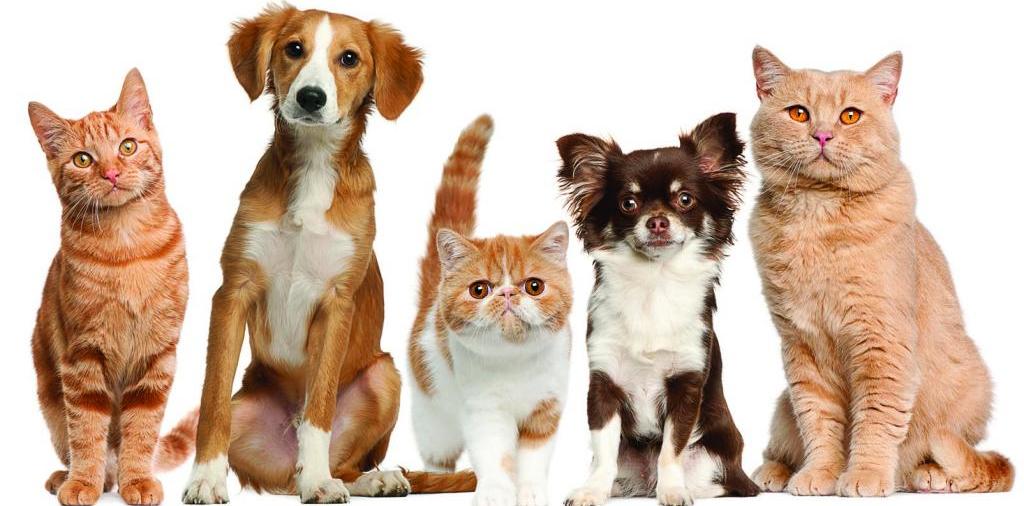 Доска объявлений о животных | ЗооТом - продажа, вязка и услуги для животных в Сурже