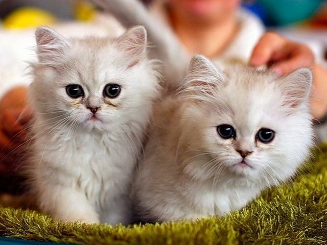Породы кошек в Сурже | ЗооТом портал о животных