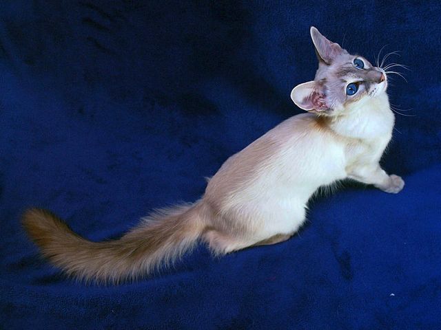 Выведенные породы кошек в Сурже | ЗооТом портал о животных
