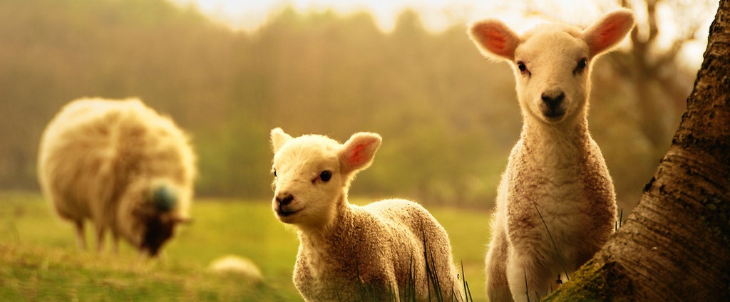 Объявления о сельскохозяйственных животных | ЗооТом - продажа, вязка и услуги для животных в Сурже