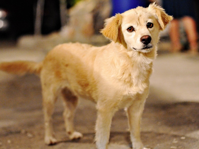 Породы собак в Сурже | ЗооТом портал о животных