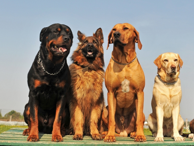 Крупные породы собак в Сурже | ЗооТом портал о животных