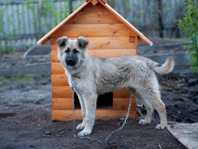 Все о собаках в Сурже